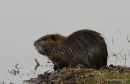 Coypu (Myocastor coypus)