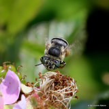 Long-horned bee sp. Tetraloniella graja F
