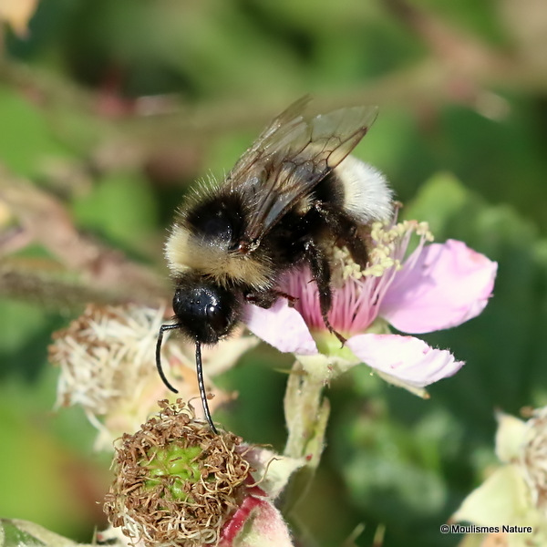 Bombus (Psithyrus) sp.