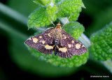 Pyrausta sp.