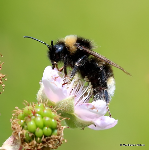 Bombus (Psithyrus) sp.