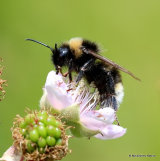 Bombus (Psithyrus) sp.