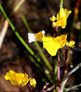 Utricularia vulgaris, Greater Bladderwort