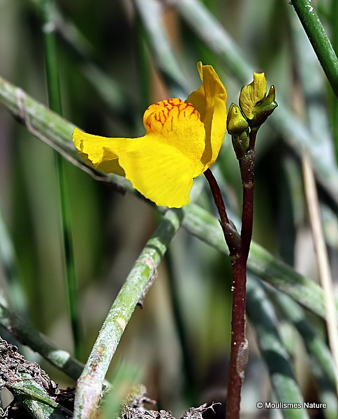Utricularia vulgaris, Greater Bladderwort