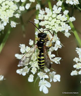 Cerceris arenaria (Sand-tailed Digger Wasp)