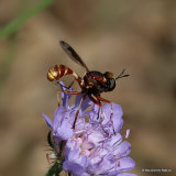 Thick-headed fly sp. Physocephala vittata