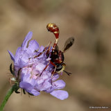 Thick-headed fly sp. Physocephala vittata