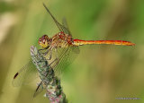Southern Darter (Sympetrum meridionale) M