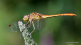 Southern Darter (Sympetrum meridionale) M