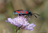 Six-spot Burnet (Zygaena filipendulae)