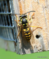 Vespula germanica (German wasp)