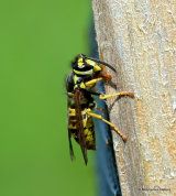 Vespula germanica (German wasp)