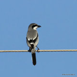 Southern Grey Shrike (Lanius meridionalis) El Hondo