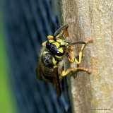 Vespula germanica (German wasp)
