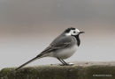 White Wagtail (Motacilla alba) M-S