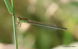 Scarce Blue-tailed Damselfly (Ischnura pumilio) F