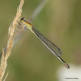 Blue-tailed Damselfly (Ischnura elegans) F 'rufescens-obsoleta'
