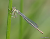 White-legged Damselfly (Platycnemis pennipes) F-Imm