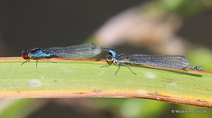 Small Red-eyed Damselflies (Erythromma viridulum)