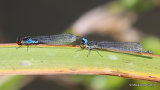 Small Red-eyed Damselflies (Erythromma viridulum)