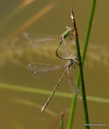 Southern Emerald Damselflies (Lestes barbarus)