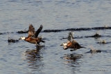 White-headed Ducks (Oxyura leucocephala) El Hondo