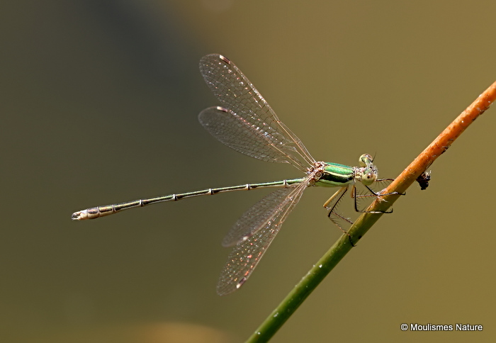Southern Emerald (Lestes barbarus) M