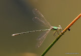 Southern Emerald (Lestes barbarus) M
