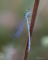 Scarce Blue-tailed Damselfly (Ischnura pumilio) F