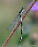 Scarce Blue-tailed Damselfly (Ischnura pumilio) F