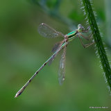 Southern Emerald (Lestes barbarus) M