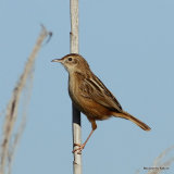 Zitting Cisticola (Cisticola juncidis) El Hondo