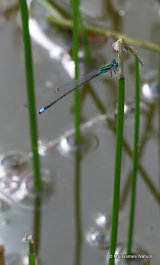 Scarce Blue-tailed Damselfly (Ischnura pumilio) M