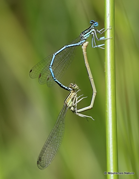 White-legged Damselflies (Platycnemis pennipes)