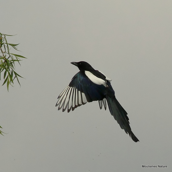 Common Magpie (Pica pica)
