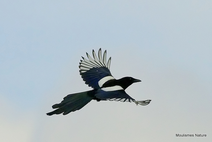 Common Magpie (Pica pica)