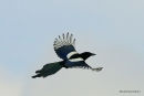 Common Magpie (Pica pica)