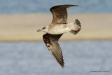 L. fuscus 1st-winter