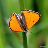 Large Copper (Lycaena dispar) M