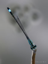 Blue-tailed Damselfly (Ischnura elegans) M