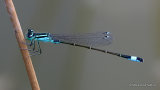 Blue-tailed Damselfly (Ischnura elegans) M