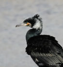 Great Cormorant (Phalacrocorax carbo) Ad-S