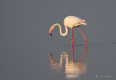 Greater Flamingo (Phoenicopterus roseus)