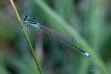 Scarce Blue-tailed Damselfly (Ischnura pumilio) M
