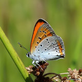 Large Copper (Lycaena dispar) M