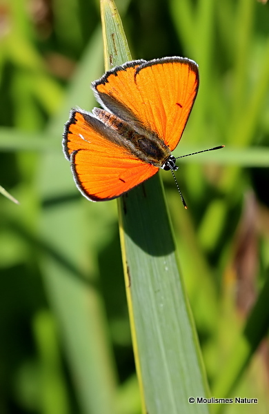 Large Copper (Lycaena dispar) M