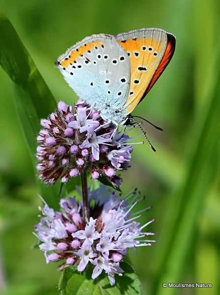 Large Copper (Lycaena dispar) M