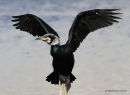 Great Cormorant (Phalacrocorax carbo) Ad-S