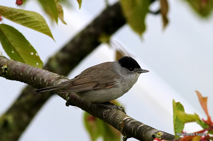 Blackcap (Sylvia atricapilla) M