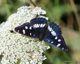 Southern White Admiral (Limenitis reducta)